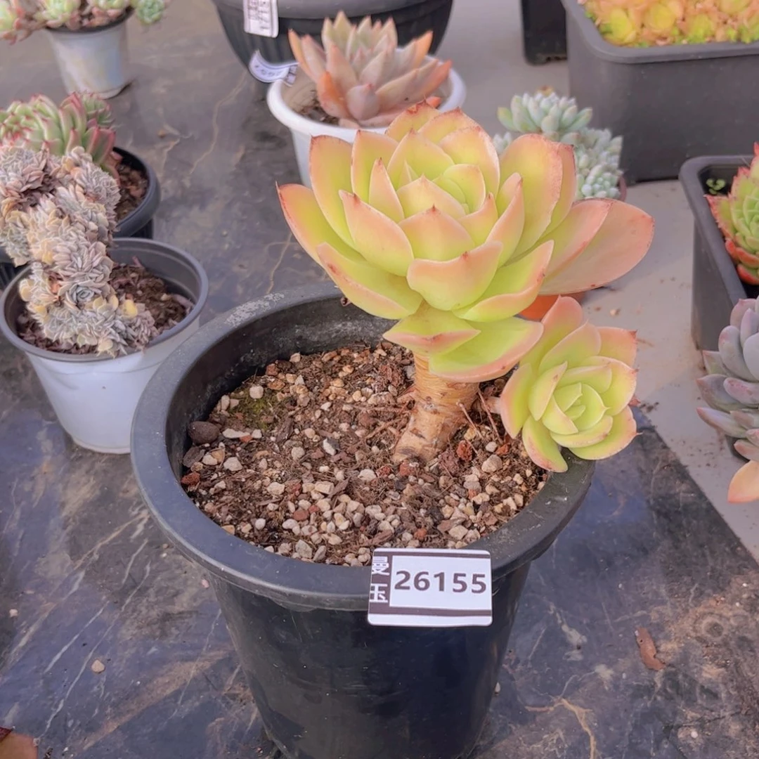L***～辛纳塔多肉植物26155