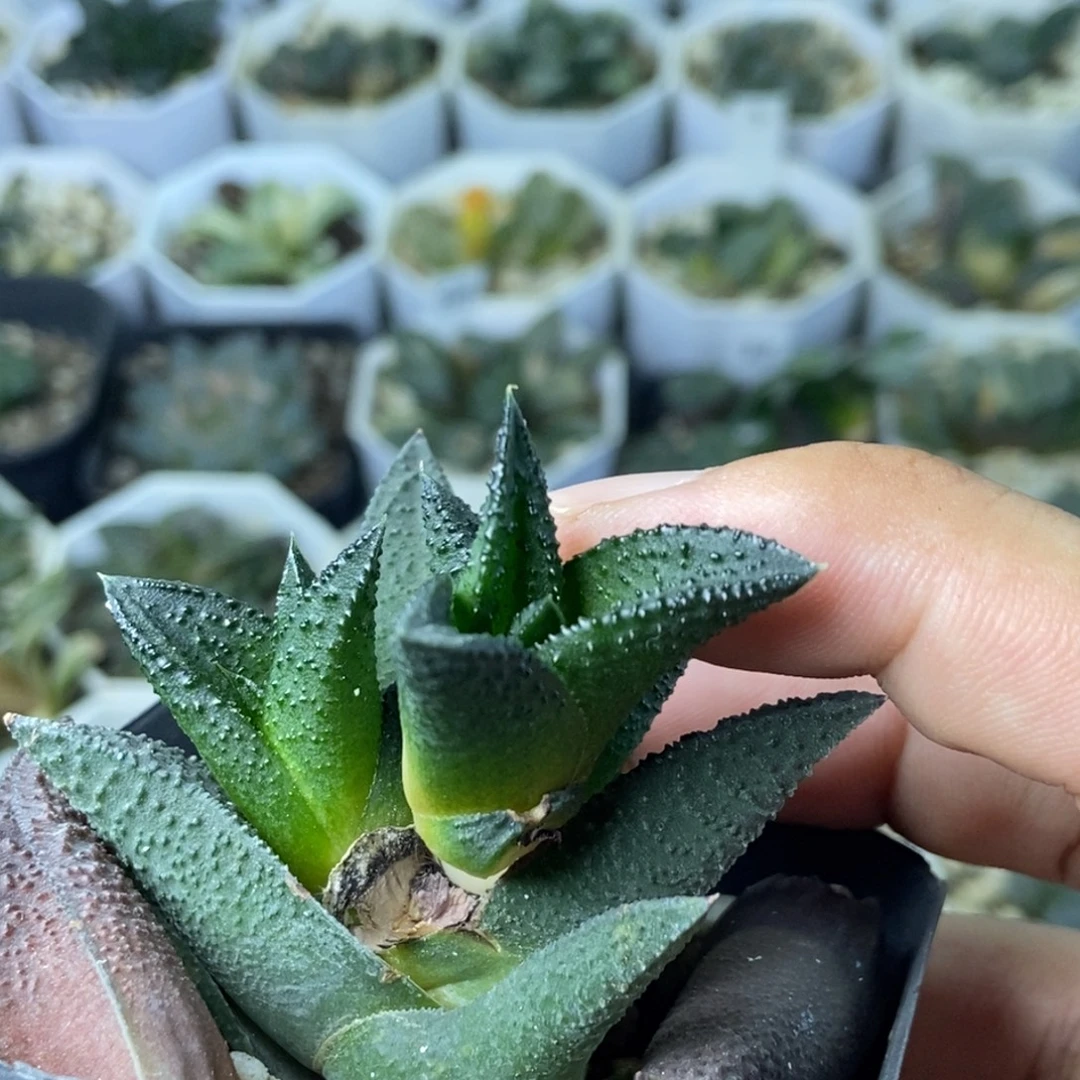 实生硬叶底座苗现下无根
