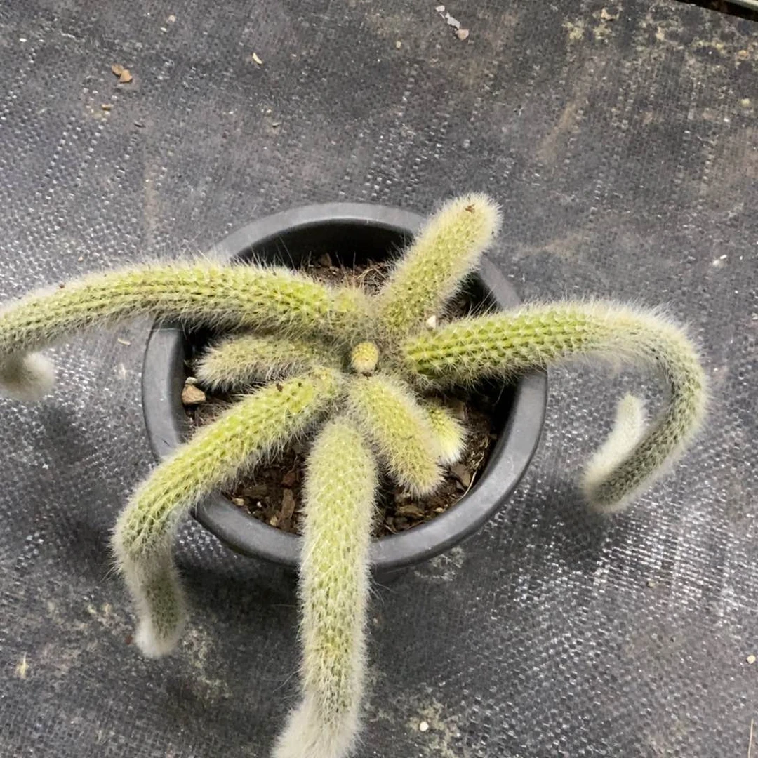 九尾狐四头起发老桩