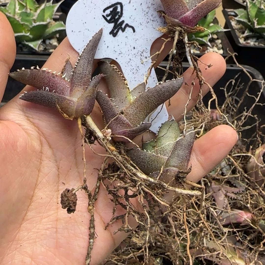 随*便实生4颗啦啦啦啦啦啦