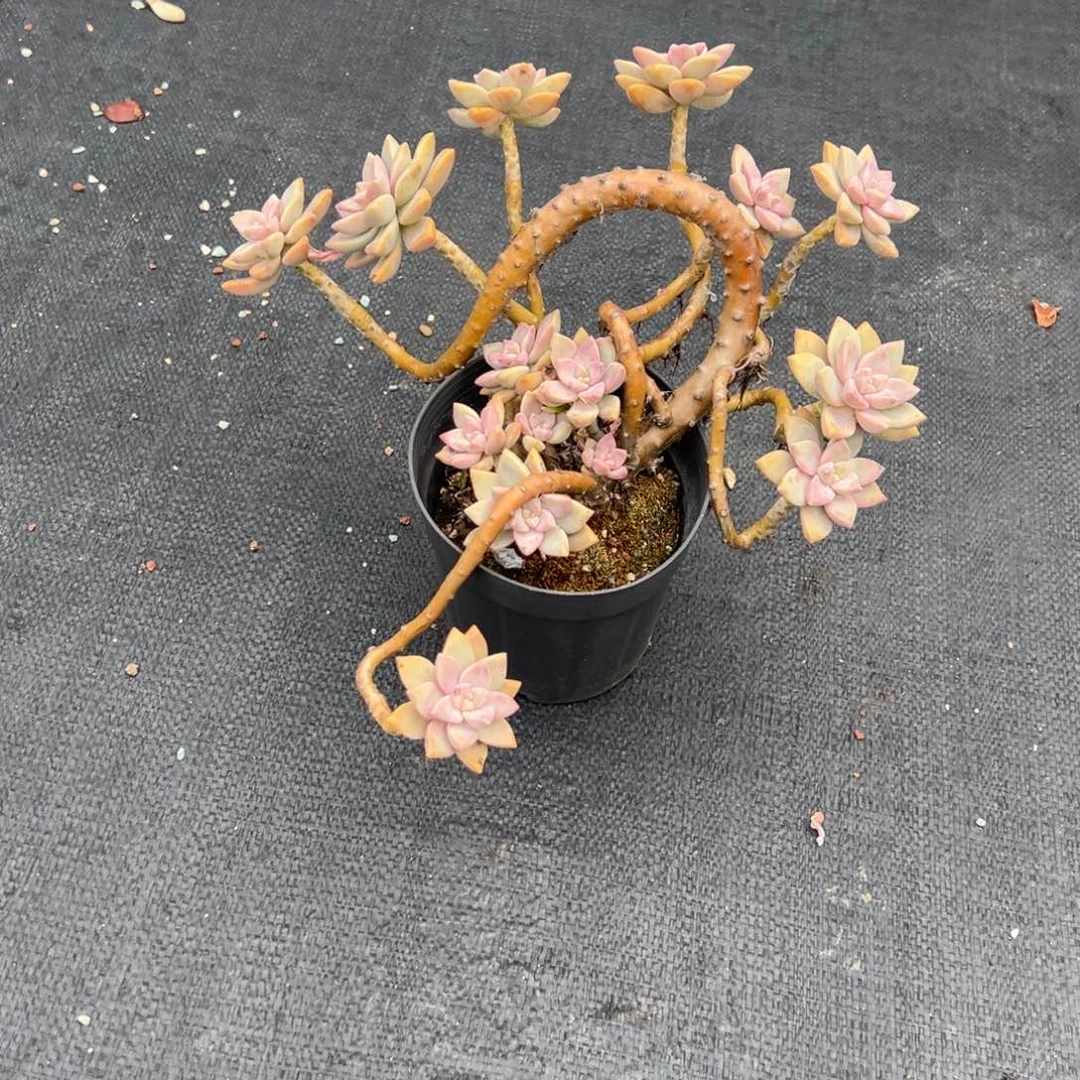 小***瓜淡雪多肉植物脱土
