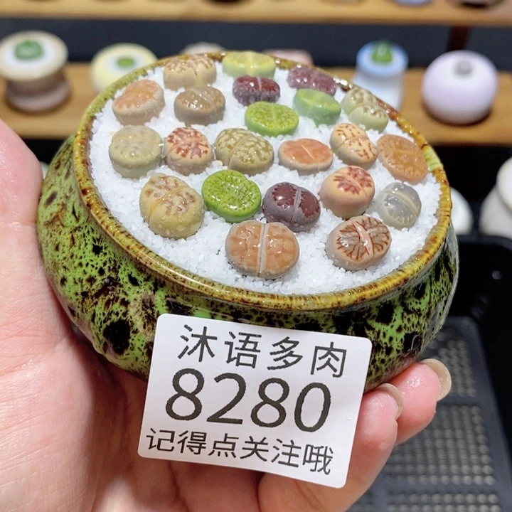 带盆土植物 精美盆栽8280