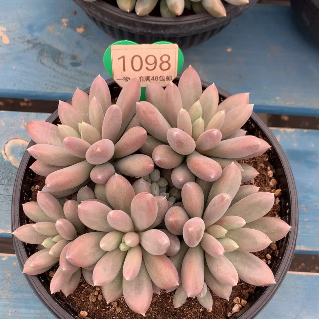 哥特萝莉群生彩体1098