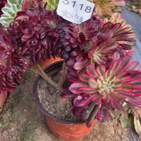 女神多肉多肉5118