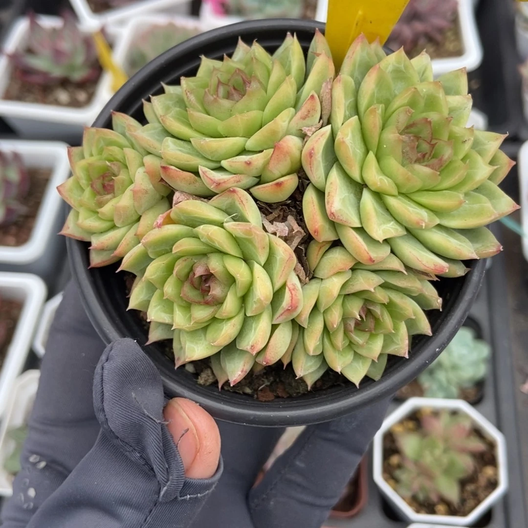 907女王多肉植物多肉