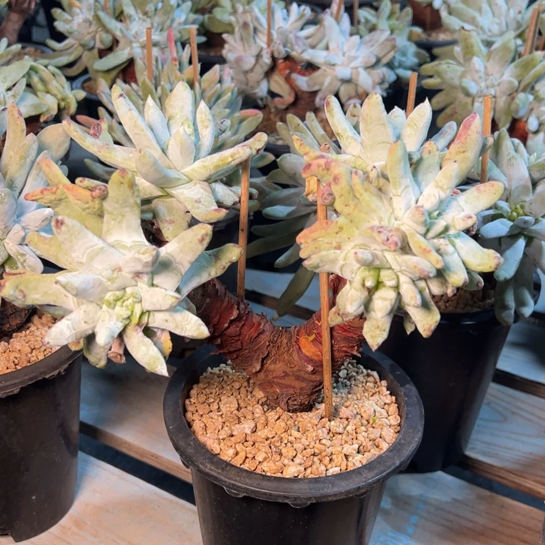 4887五头拇指群生哈哈哈