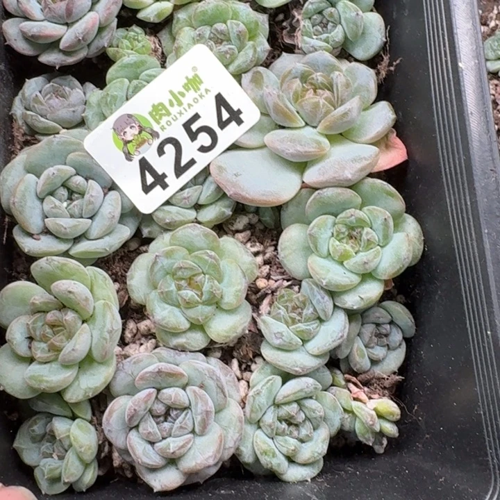 ****雅无花朵多肉植物多肉植物