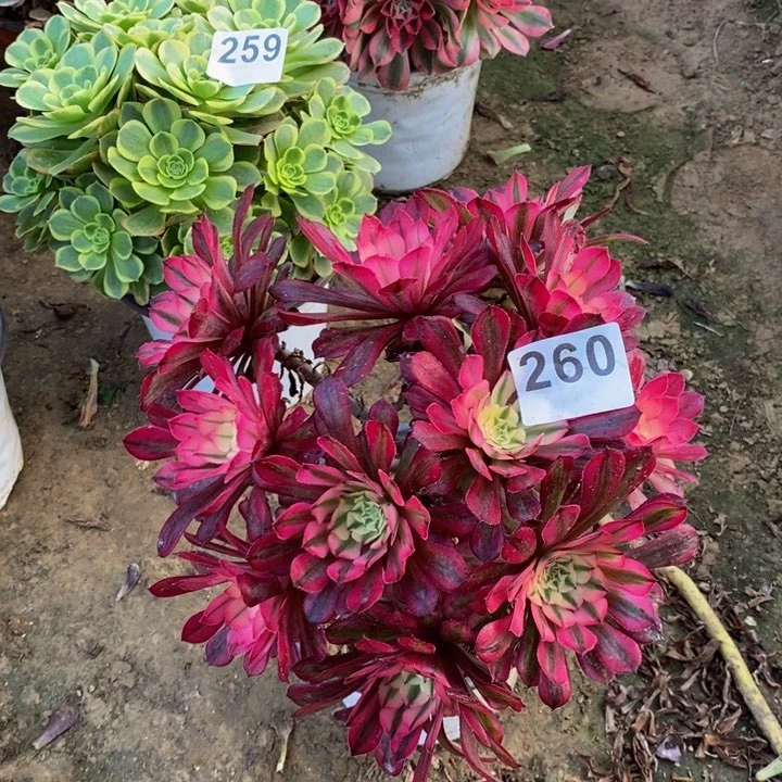 260铜壶白绣球多肉