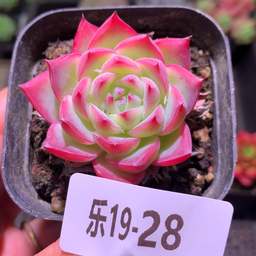 乐然19-28 粉水晶