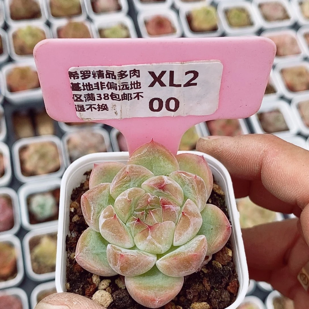 珍妮4-5cm多肉植物