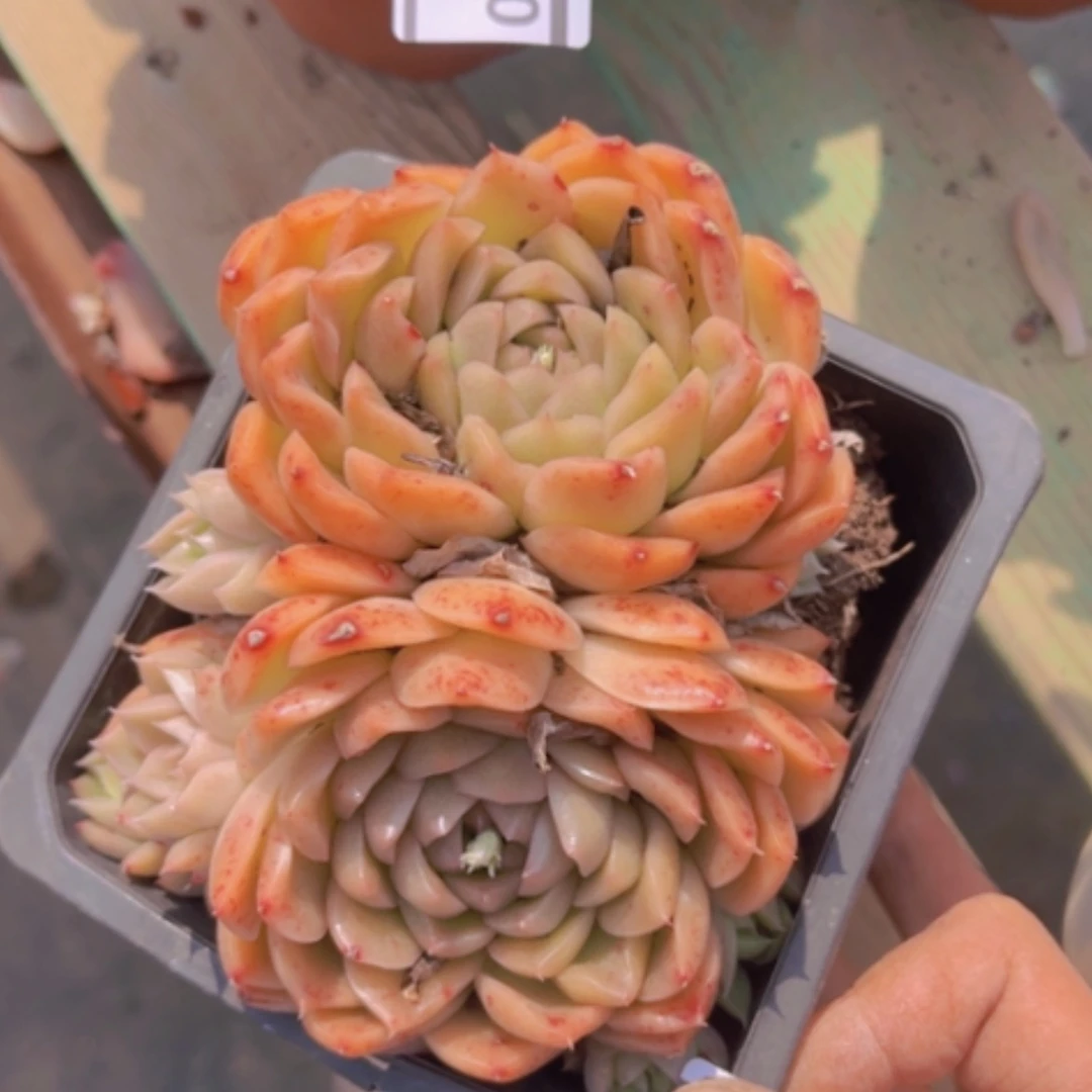 【闪购商品】麦秆03201