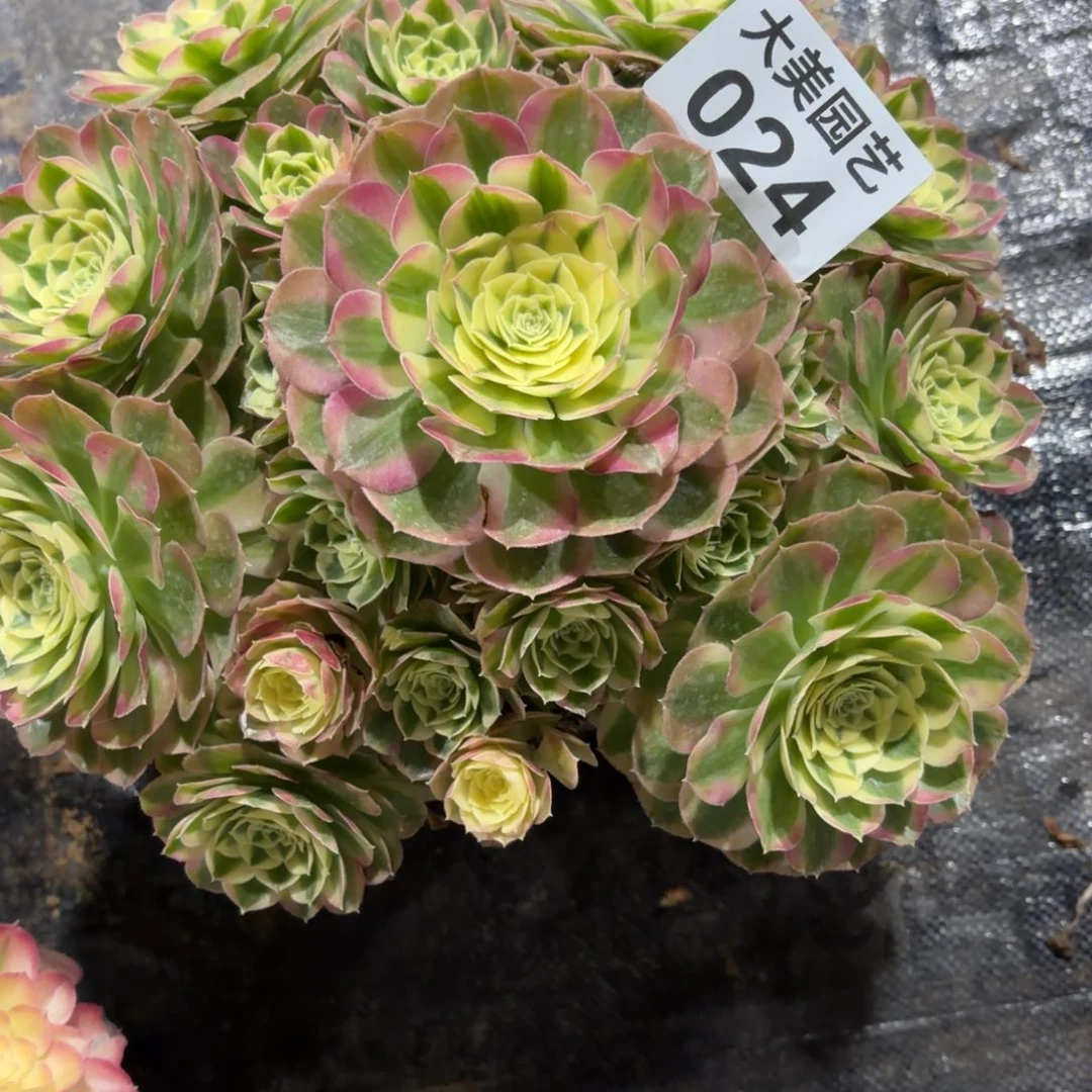 盼***望玉姿024老桩福利肉肉肉肉