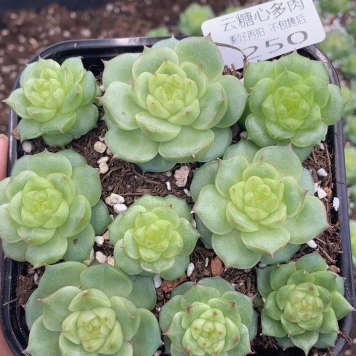 云糖心多肉植物250