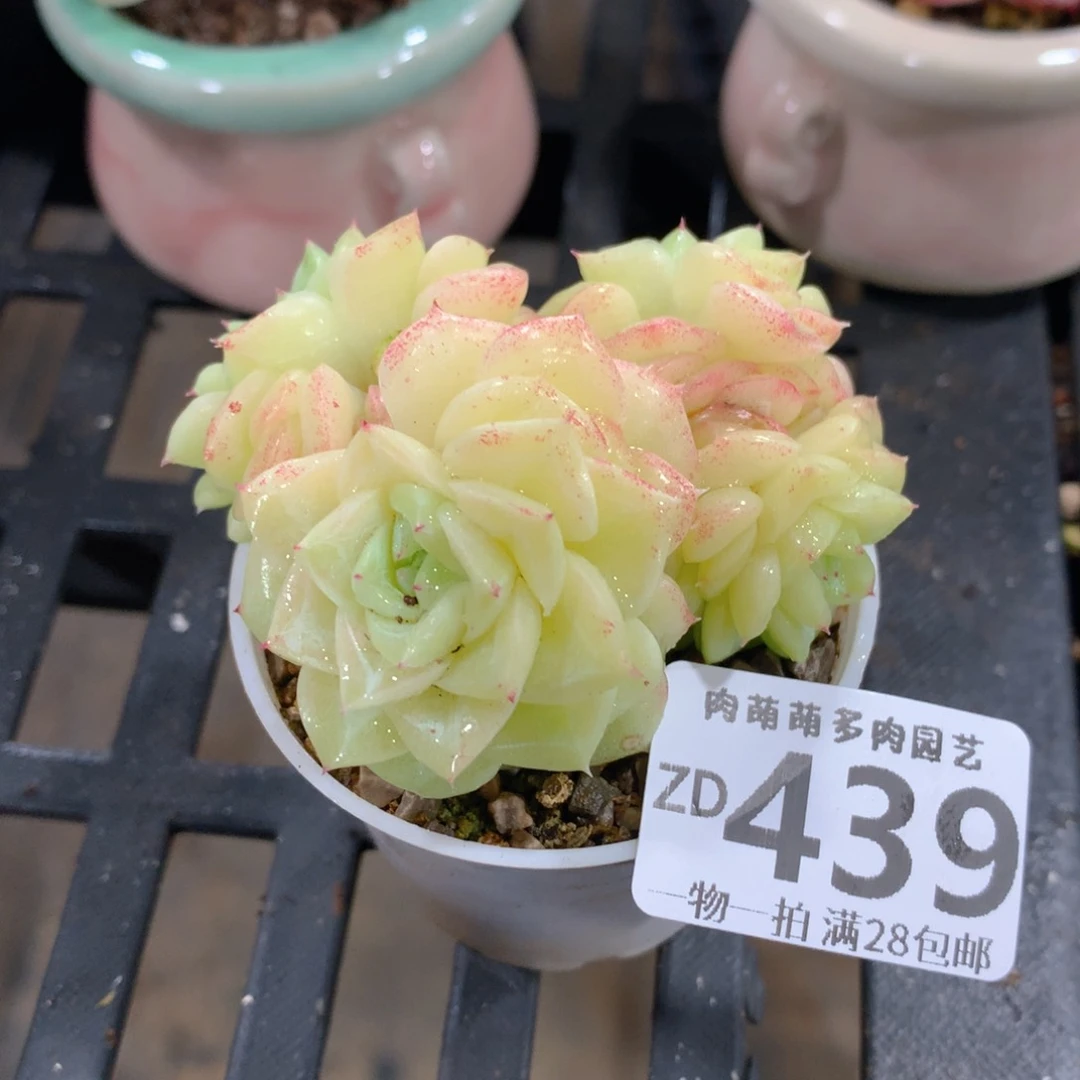 肉萌萌拇指盆精控多肉ZD439