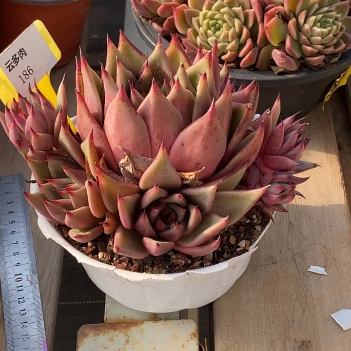 东云福利186阿阿阿阿