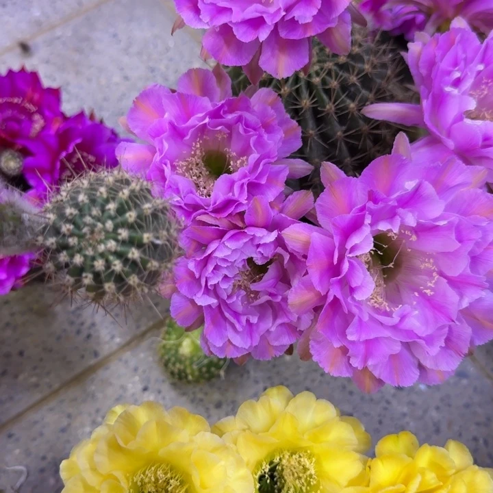 326彩草贵妇歪无根侧牙4公分左右，20包邮