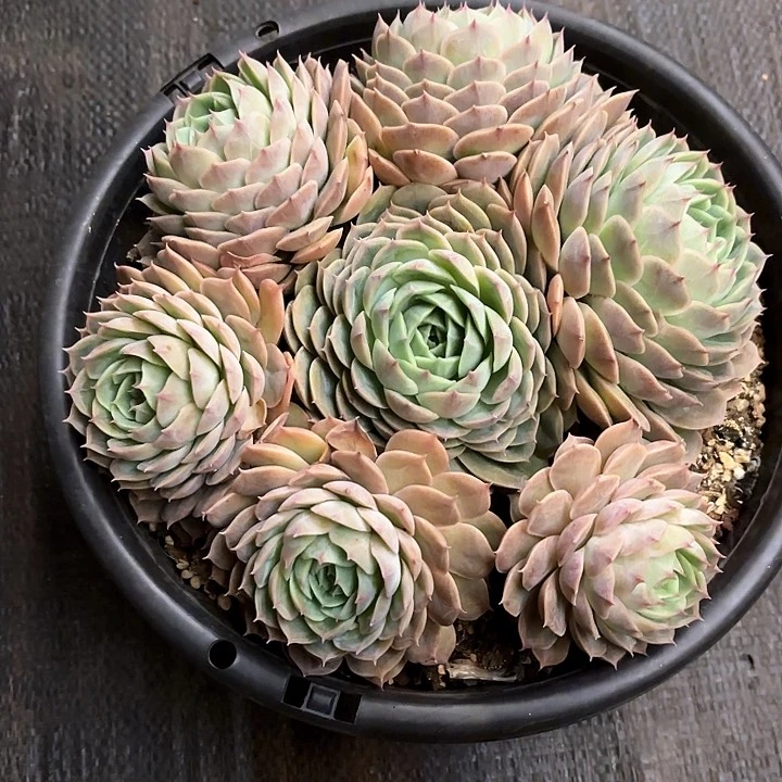 多肉植物，昂斯若