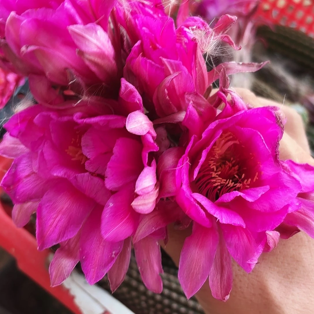 紫罗兰金妞侧牙20包邮仙人球瘦