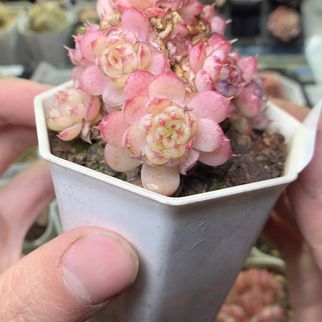 F80y y y y y y t t t t t