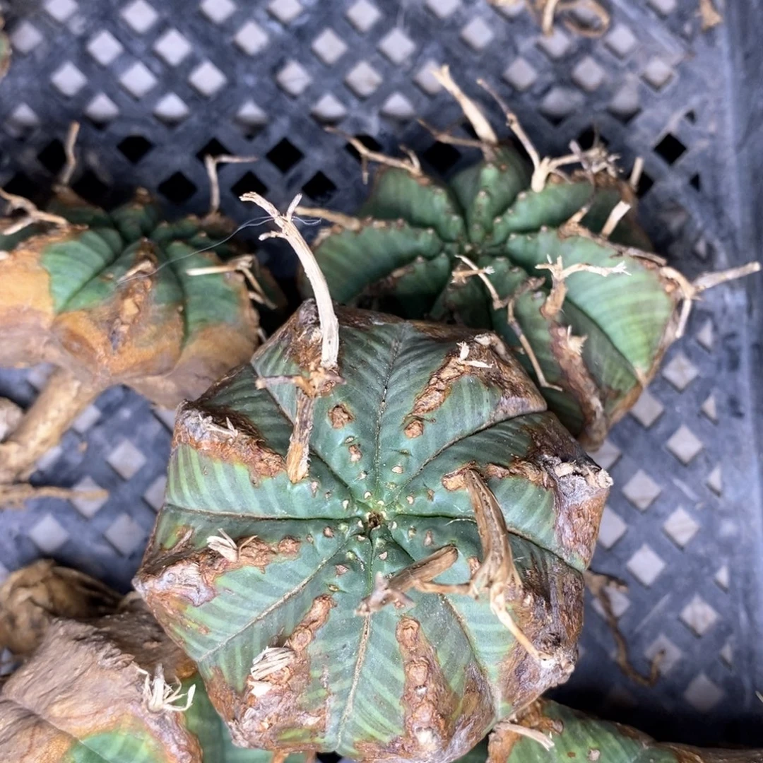 原产地法利达一物一拍