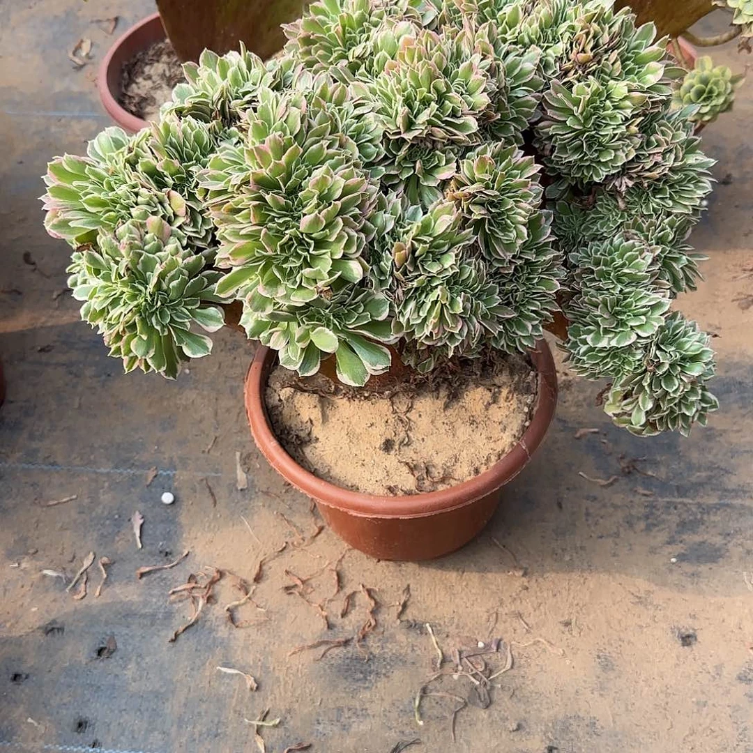 元***子白凤好咯哦哦呃呃呃呃