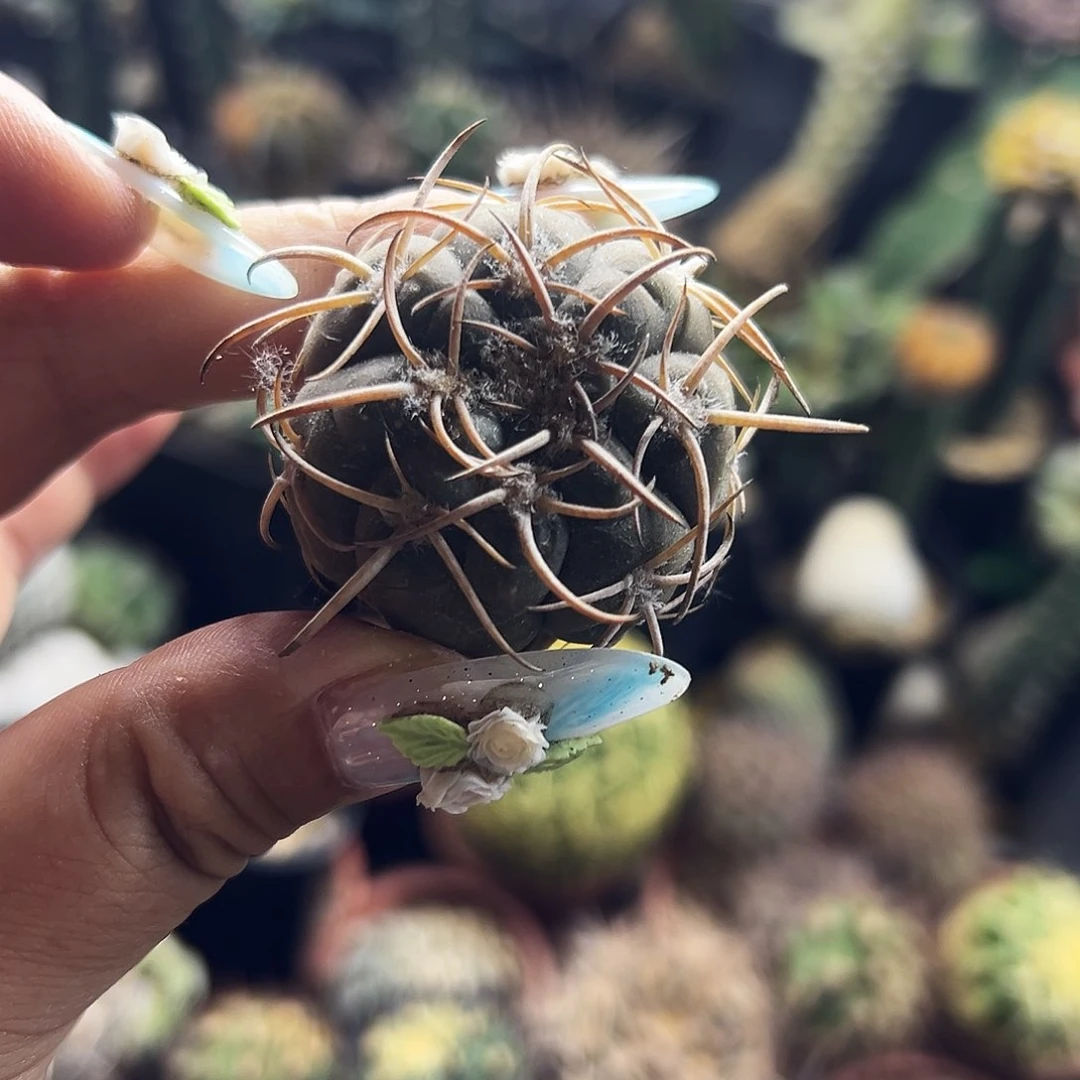 肤刺天平有根仙人球111111111