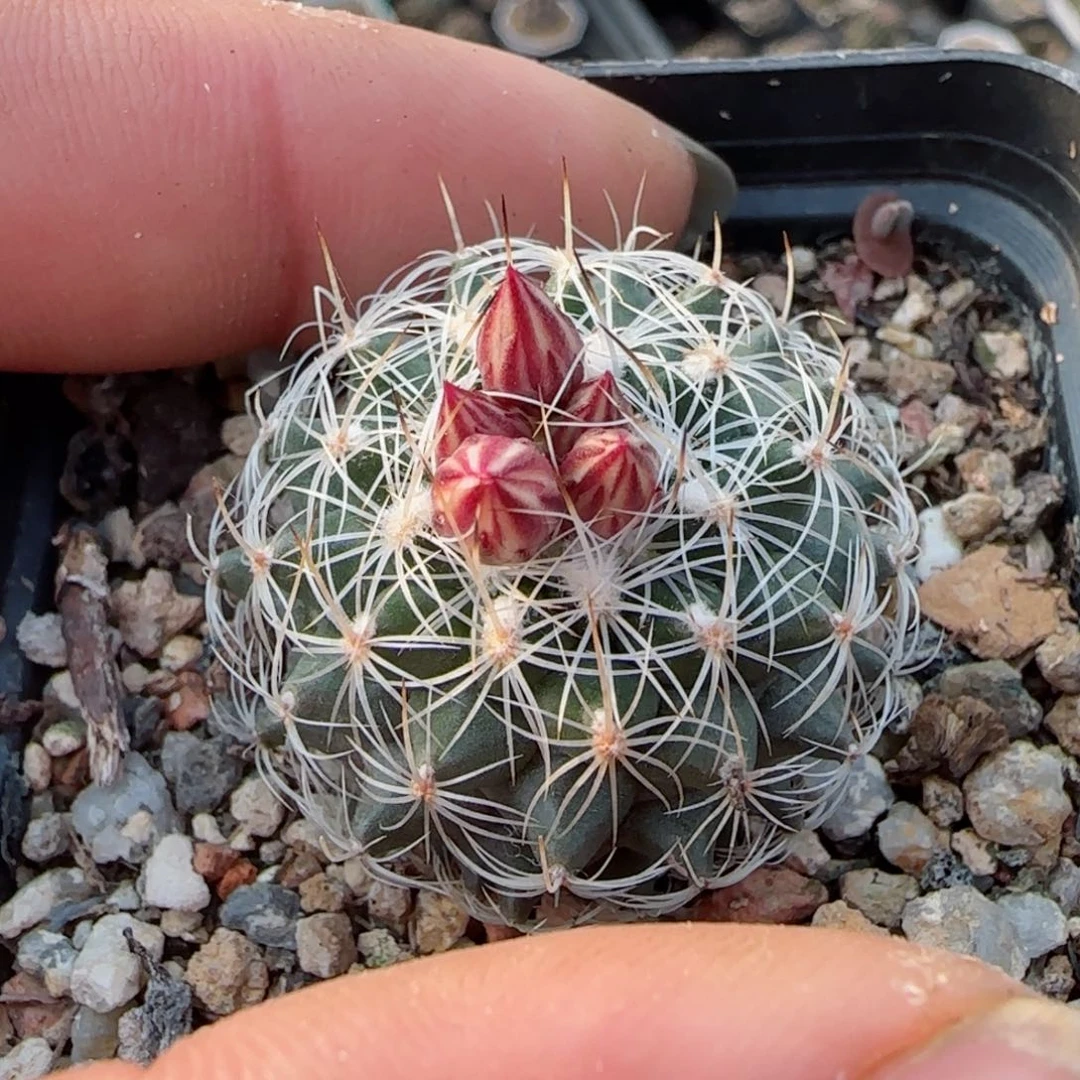 福利满30包邮48小时凑单