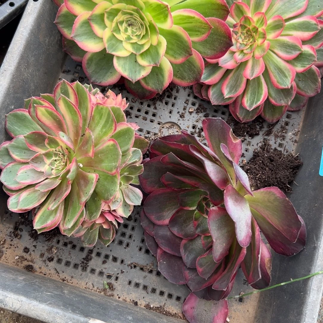 7225狂拍多肉植物