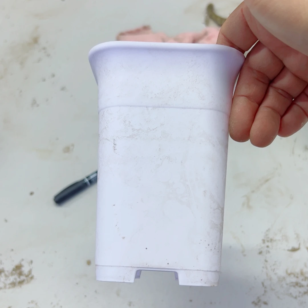 下106小白万象5个口径高14无托盘20包邮