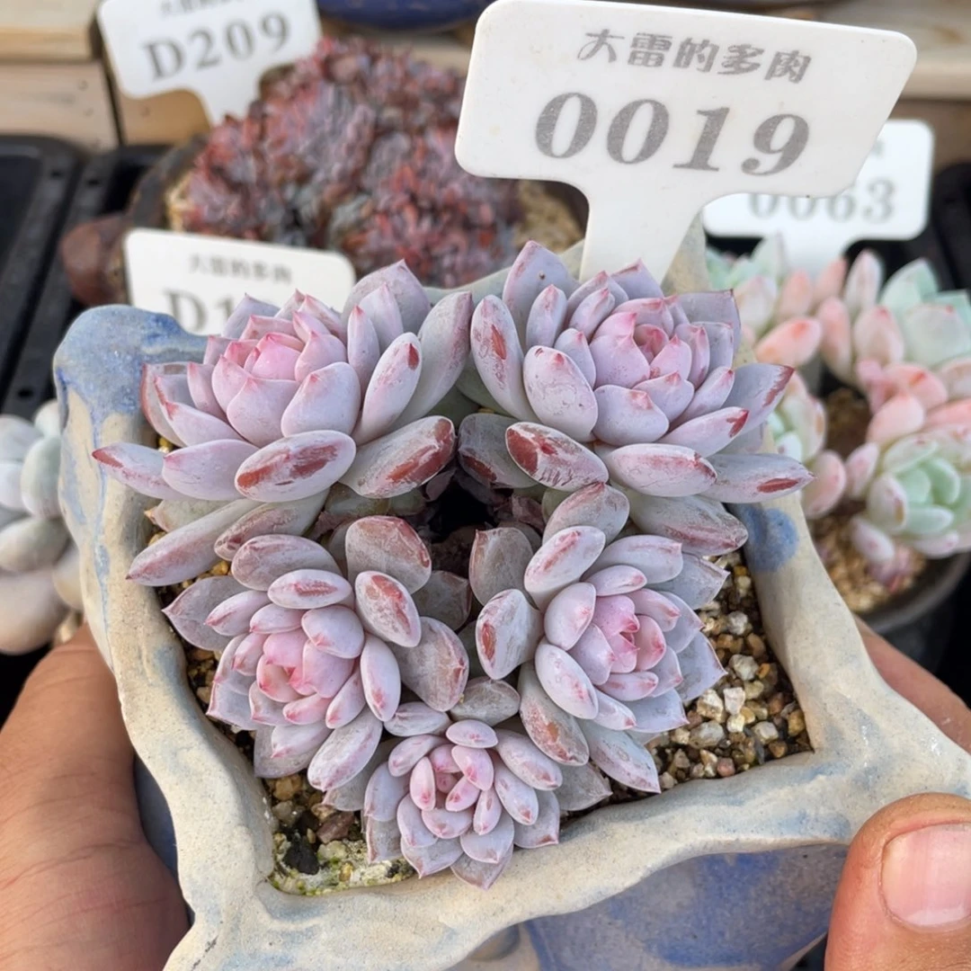 0019星星橙不带盆9厘米