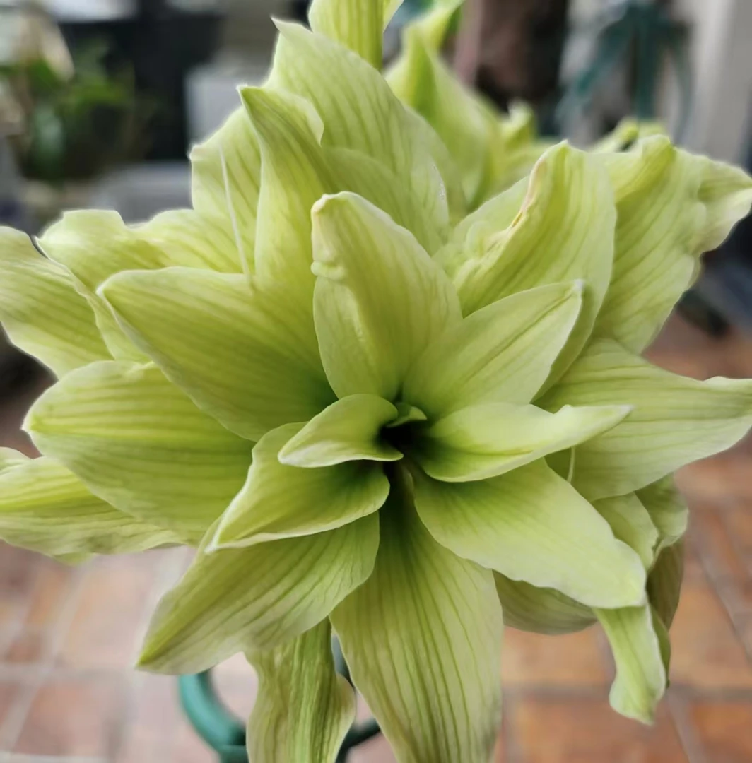 【双绿～自然球】~青州品韵朱顶红自然球基地组培球