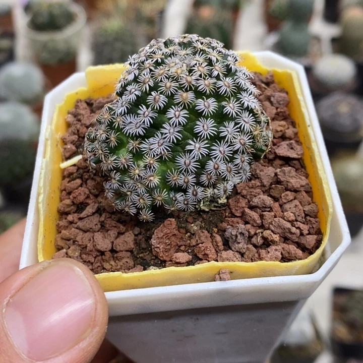 实生克氏丸特价福利