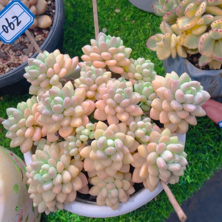 谢谢你的支持00000062