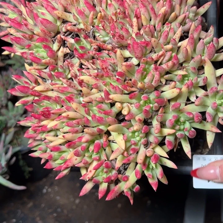 074哈哈哈哈哈哈哈哈哈