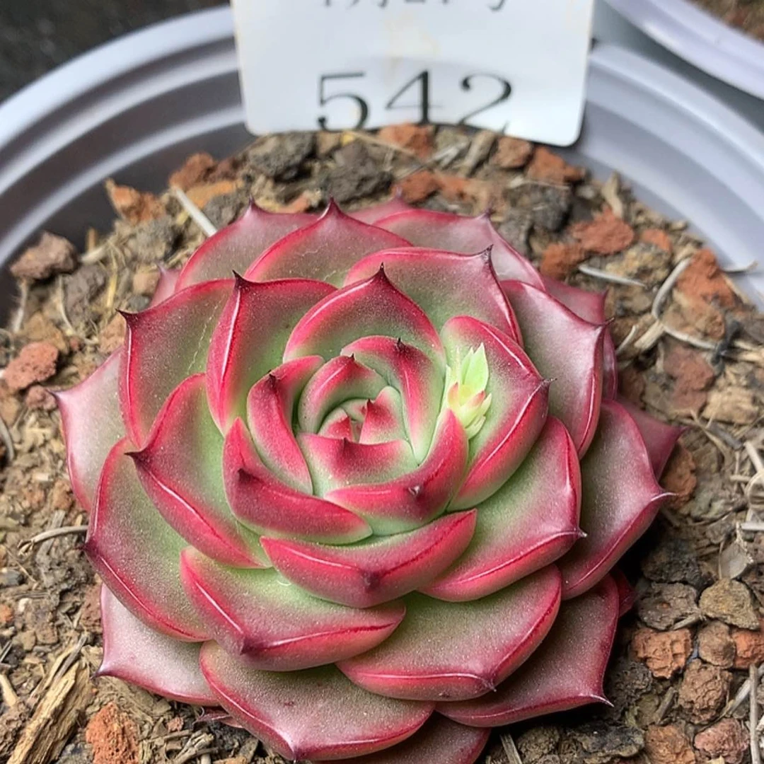 【闪购商品】云542