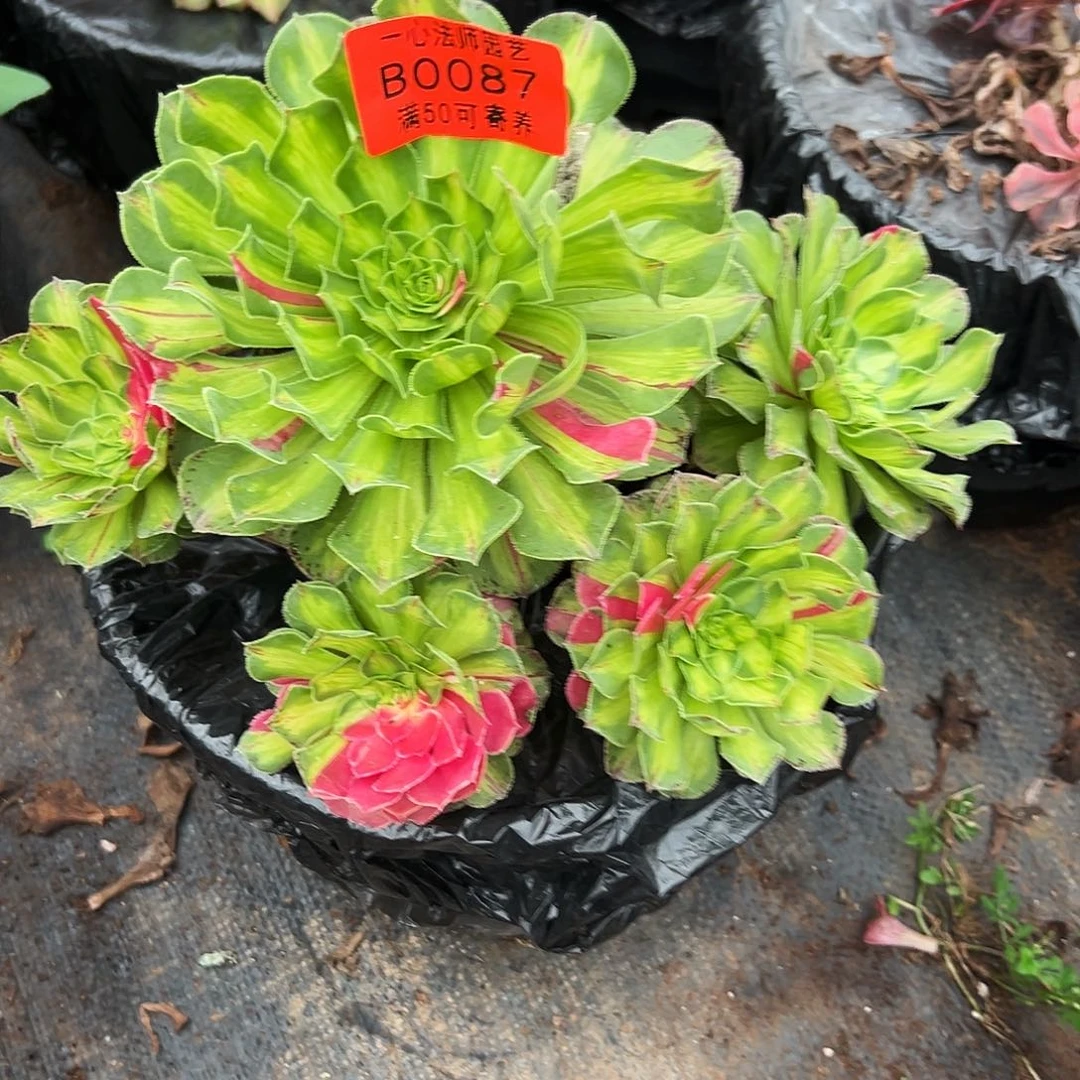 0087多肉植物知否