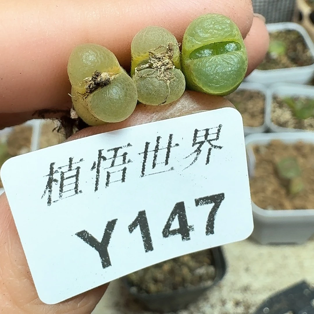 147号多肉植物哇f f