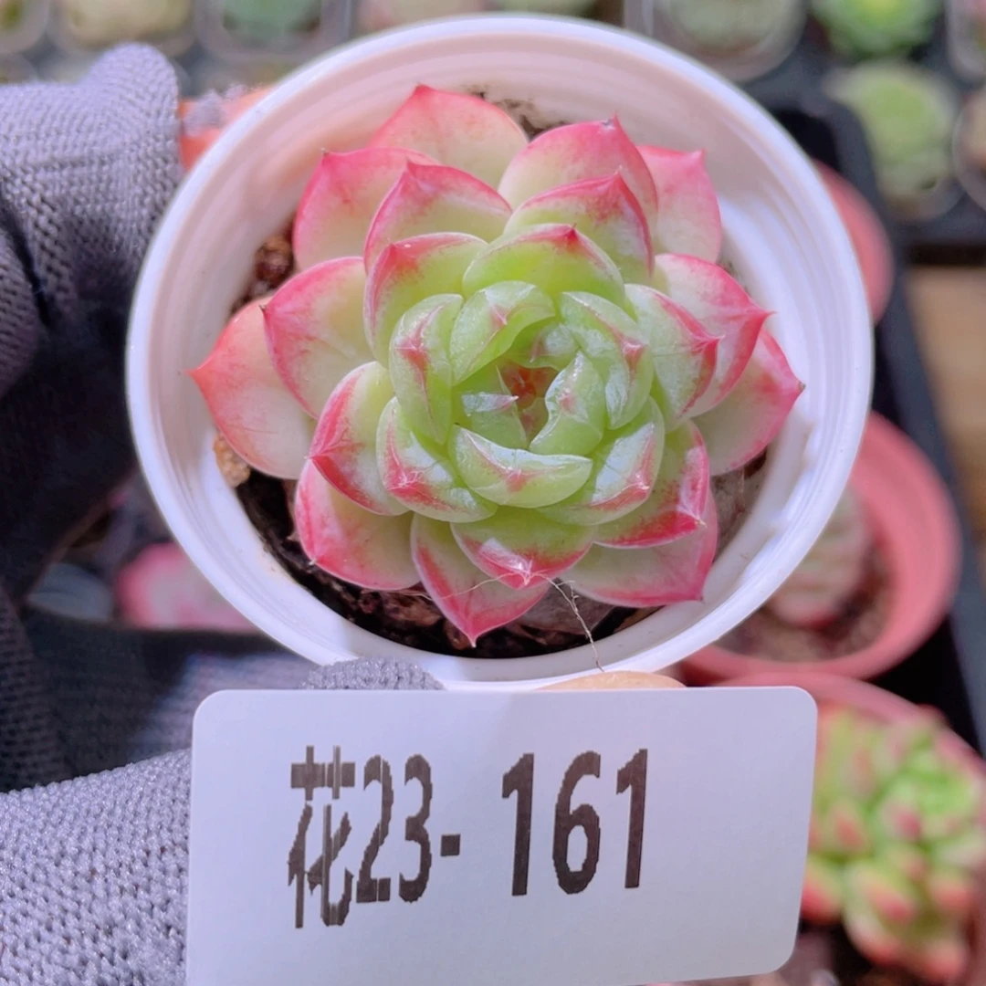 花利美23-161新品