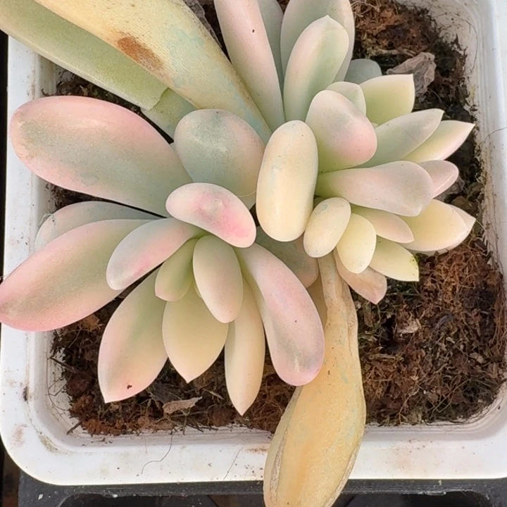 奥普一物一拍好看