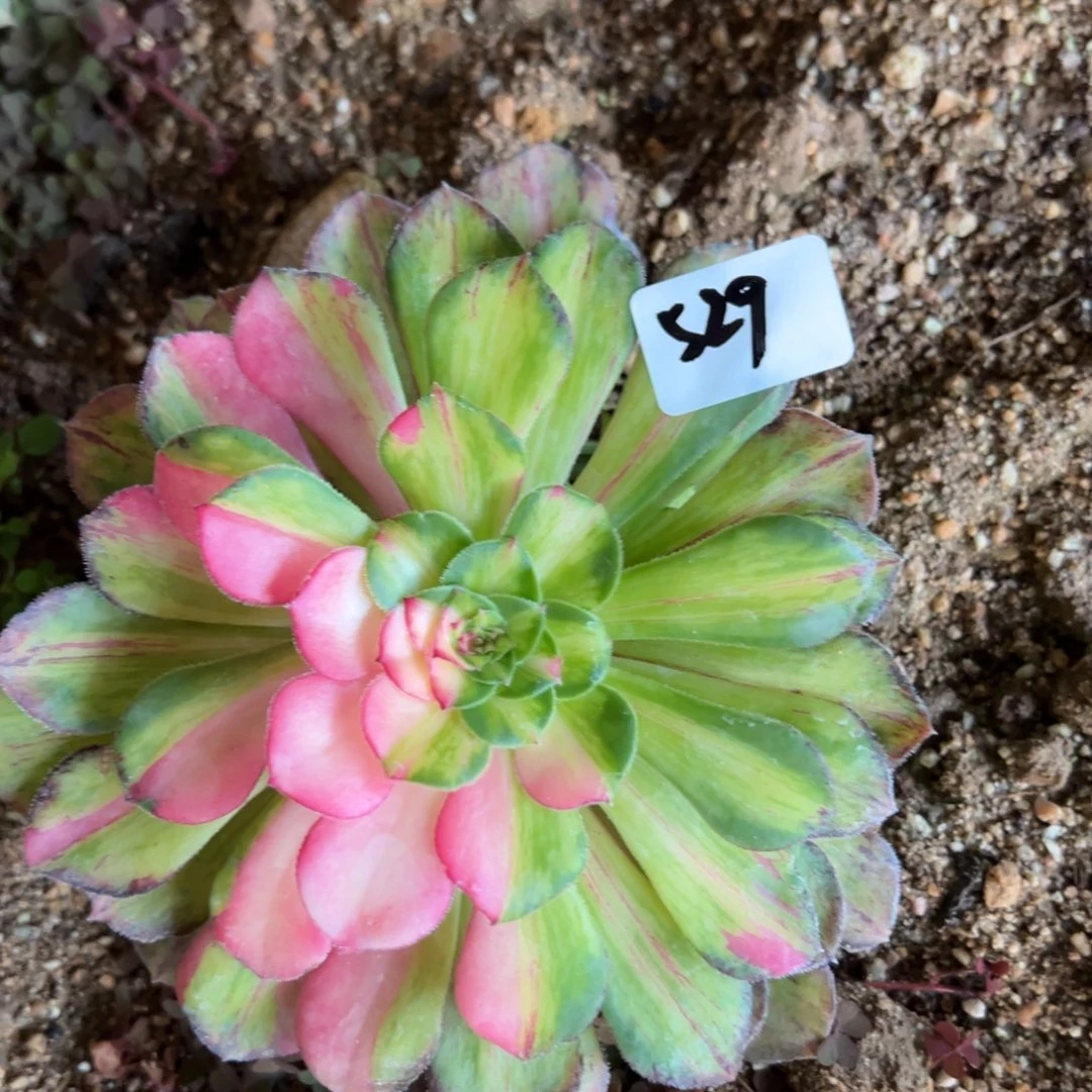 529知否多肉植物