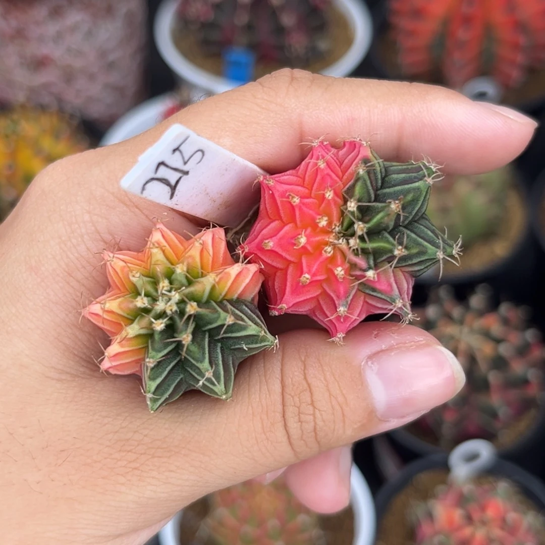 215 两颗一起 福利款