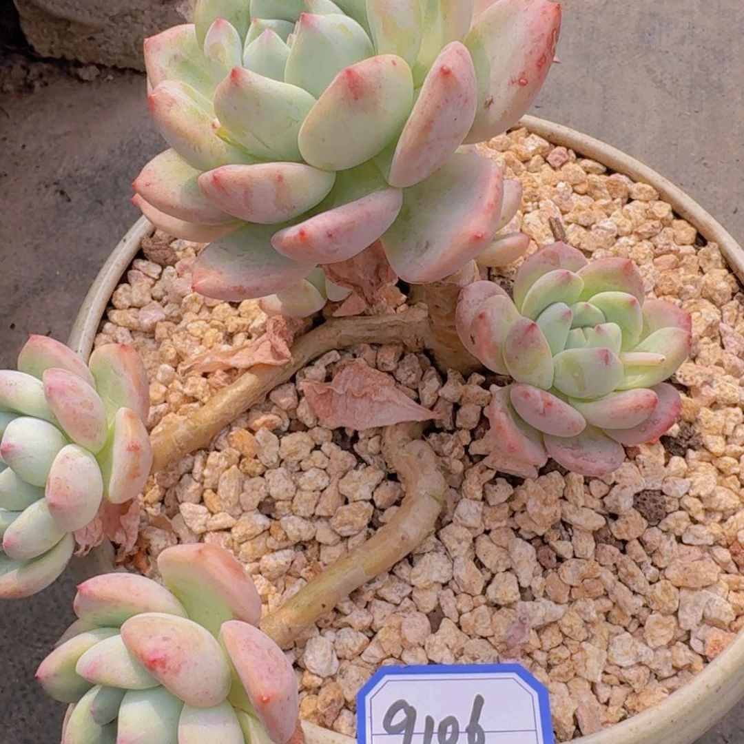 9106忘舒凡艺多肉