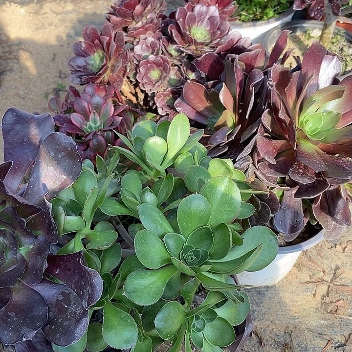 五颗特价不售后多肉介意勿拍