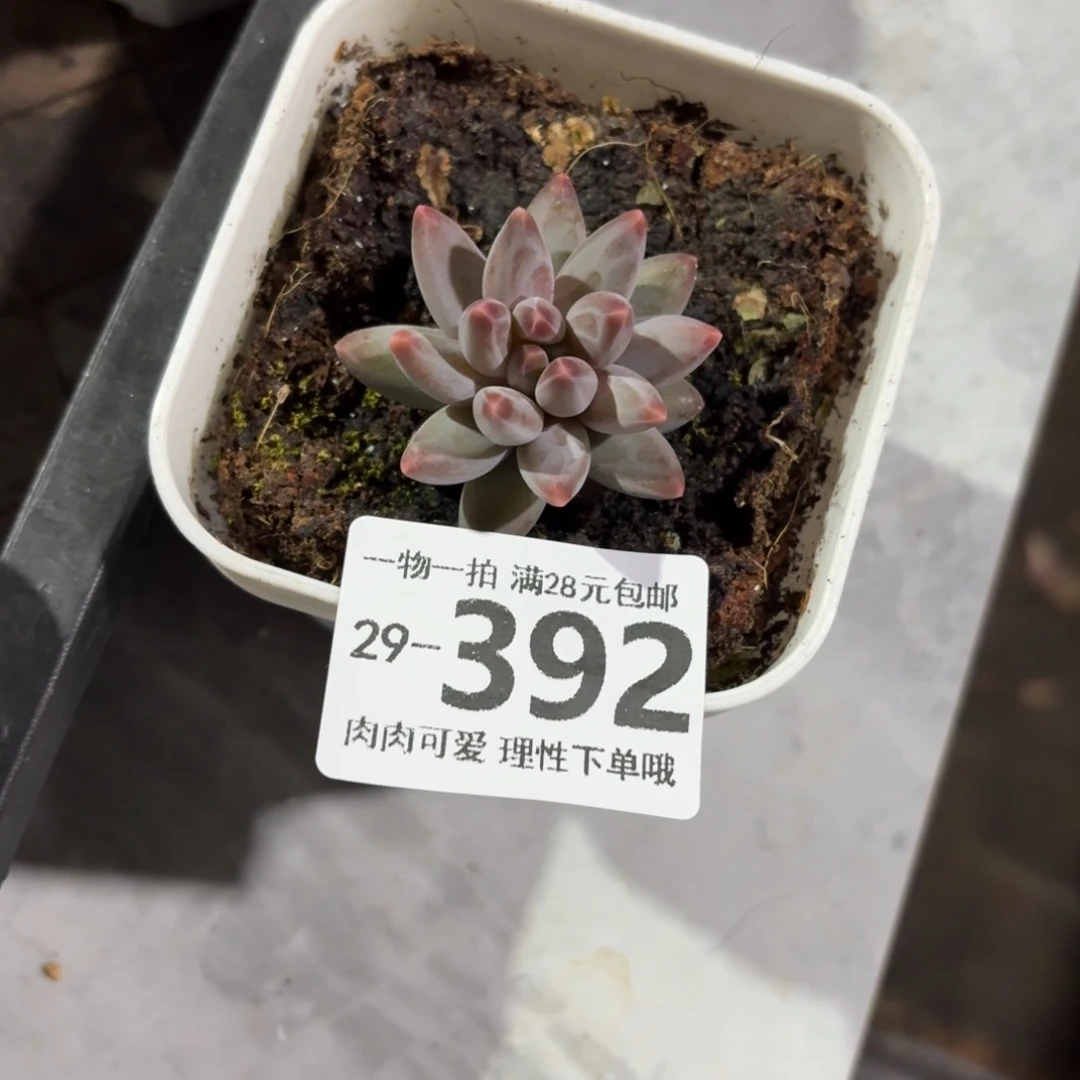 乌拉克拉无盆土发货无盆土发货无