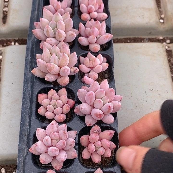 160 多肉植物盆栽花卉植物