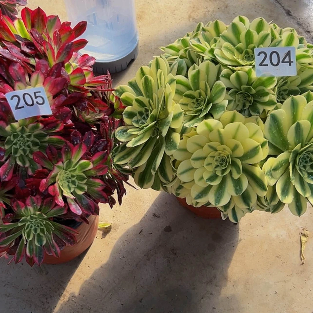 【闪购商品】我**豆多肉植物204.205。