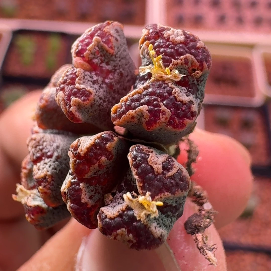 云缦精品番杏13.71 超蝶 蝴蝶窗