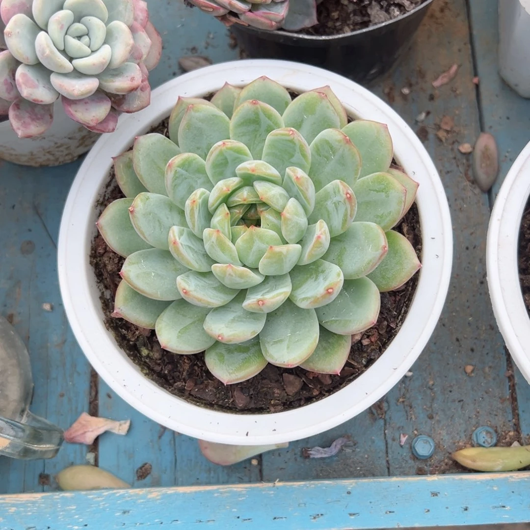 精品多肉植物老桩