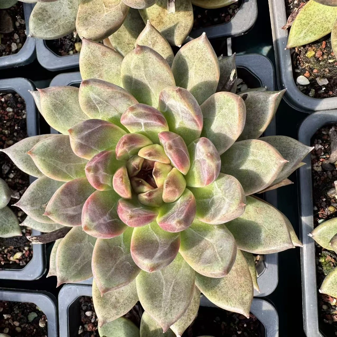 093-宝格丽-从前慢花园东云系多肉植物