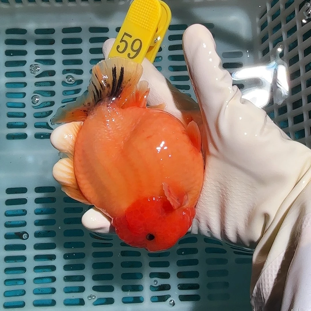 金鱼金鱼285885085